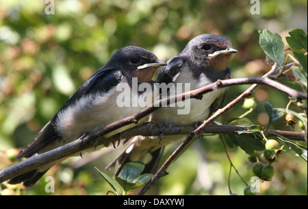 Ausführlichen schließen sich von zwei jungen juvenile Rauchschwalbe (Hirundo Rustica) posieren zusammen auf einem Ast Stockfoto