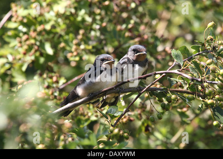 Ausführlichen schließen sich von zwei jungen juvenile Rauchschwalbe (Hirundo Rustica) posieren zusammen auf einem Ast Stockfoto