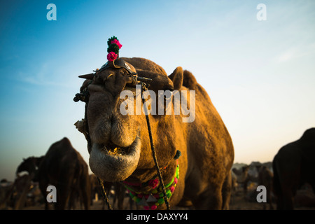 Nahaufnahme eines Kamels in Pushkar Camel Fair, Pushkar, Ajmer, Rajasthan, Indien Stockfoto