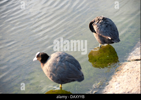 Juvenile Blässhuhn stehend im Wasser Nahaufnahme und ein paar Blässhühner im Teich stehen Stockfoto