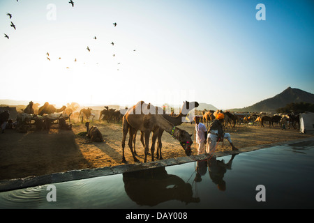 Kamel Trinkwasser aus einem Trog, Pushkar Camel Fair, Pushkar, Ajmer, Rajasthan, Indien Stockfoto