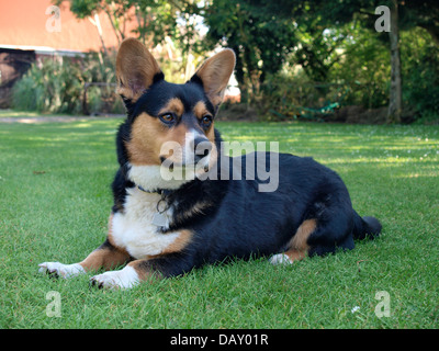 Cardigan Welsh Corgi, UK 2013 Stockfoto