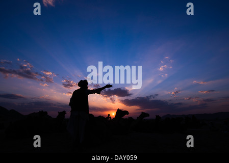 Silhouette eines Mannes mit Kamelen bei Sonnenuntergang, Pushkar, Ajmer, Rajasthan, Indien Stockfoto