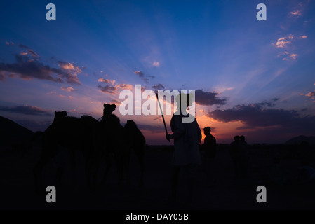 Silhouette eines Mannes hüten Kamele bei Sonnenuntergang, Pushkar, Ajmer, Rajasthan, Indien Stockfoto