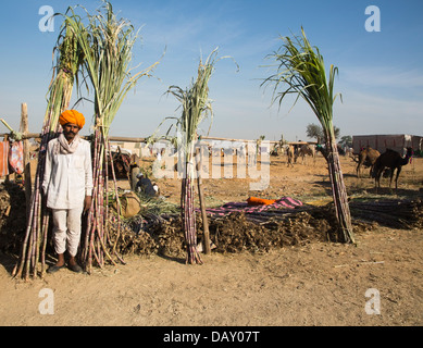 Landwirt verkaufen Sugar Canes in Pushkar Camel Fair, Pushkar, Ajmer, Rajasthan, Indien Stockfoto