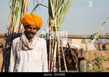 Landwirt verkaufen Sugar Canes in Pushkar Camel Fair, Pushkar, Ajmer, Rajasthan, Indien Stockfoto