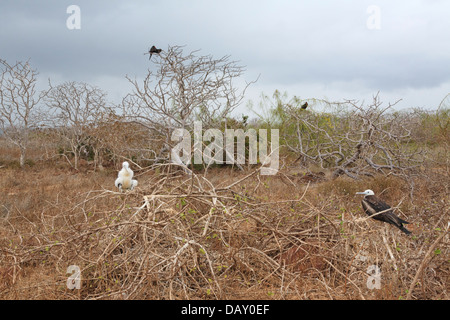 Frigatebirds, Fregatidae, Fregata, North Seymour, Galapagos-Inseln, Ecuador Stockfoto