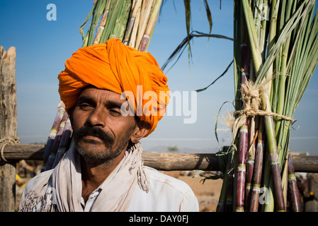 Landwirt verkaufen Sugar Canes in Pushkar Camel Fair, Pushkar, Ajmer, Rajasthan, Indien Stockfoto