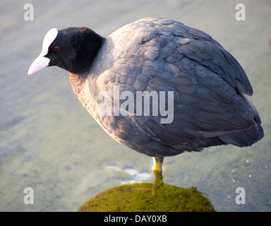 Juvenile Blässhuhn stehend im Wasser Nahaufnahme und ein paar Blässhühner im Teich stehen Stockfoto