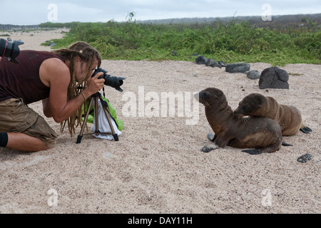 Galapagos-Seelöwen, Zalophus Wollebaeki, North Seymour, Galapagos-Inseln, Ecuador Stockfoto