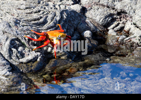 Sally Lightfoot Krabben, Grapsus Grapsus, Sullivan Bay, Insel Santiago, Galapagos-Inseln, Ecuador Stockfoto