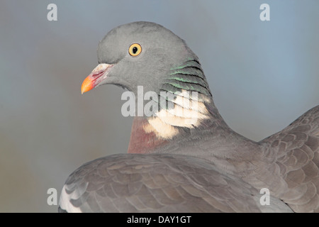 Erwachsene häufig Ringeltaube Columba palumbus Stockfoto