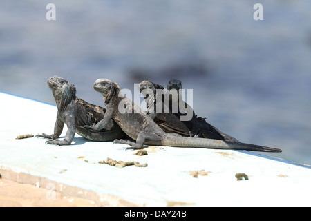 Marine Iguana, Amblyrhynchus Cristatus, Puerto Ayora, Santa Cruz Island, Galapagos-Inseln, Ecuador Stockfoto