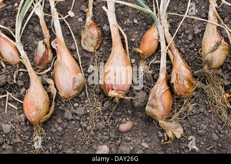 Schalotten, Trocknen auf dem Boden. Stockfoto