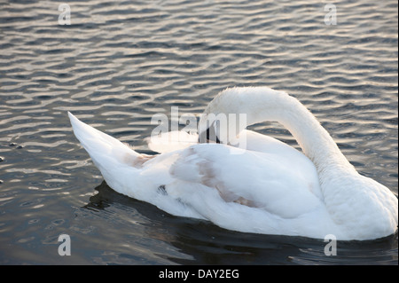 anmutigen weißen Schwan auf dem Wasser bei Sonnenuntergang und bei Tag Cygnet Pflege Stockfoto