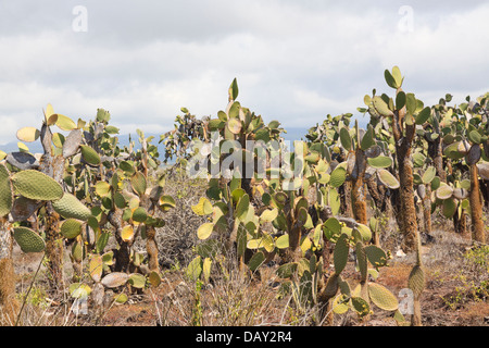 Opuntia Kaktus, Opuntia Leucotricha, Santa Cruz Island, Galapagos-Inseln, Ecuador Stockfoto