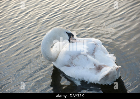 anmutigen weißen Schwan auf dem Wasser bei Sonnenuntergang und bei Tag Pflege cygnet Stockfoto