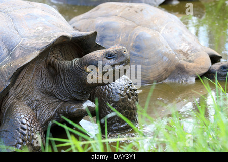 Riesenschildkröten, El Chato Reservat Santa Cruz Island, Galapagos-Inseln, Ecuador Stockfoto