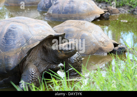 Riesenschildkröten, El Chato Reservat Santa Cruz Island, Galapagos-Inseln, Ecuador Stockfoto