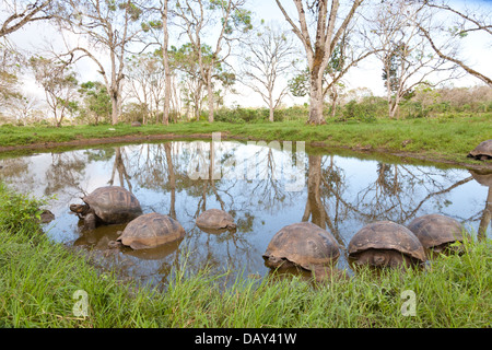 Riesenschildkröten, El Chato Reservat Santa Cruz Island, Galapagos-Inseln, Ecuador Stockfoto