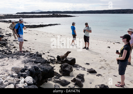 Galapagos-Seelöwen, Zalophus Wollebaeki, Chinese Hut Insel Santa Cruz Insel, Galapagos-Inseln, Ecuador Stockfoto