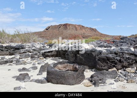 Galapagos-Seelöwen, Zalophus Wollebaeki, Chinese Hut Insel Santa Cruz Insel, Galapagos-Inseln, Ecuador Stockfoto