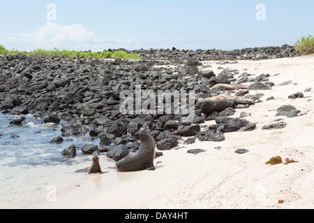 Galapagos Seelöwe mit Welpen, Zalophus Wollebaeki, La Loberia, Strand, Insel San Cristobal, Galapagos-Inseln, Ecuador Stockfoto
