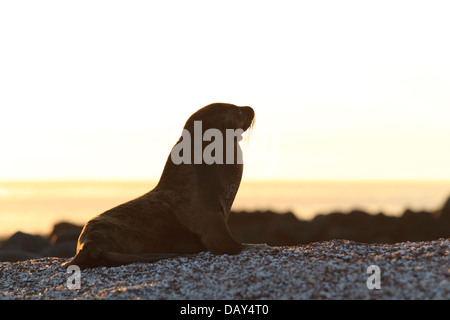 Galapagos-Seelöwe pup, Zalophus Wollebaeki, La Loberia, Strand, San Cristobal Insel, Galapagos-Inseln, Ecuador Stockfoto