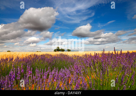 Lavendel-Feld mit schönen Wolken, Provence Frankreich. Stockfoto