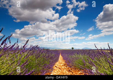 Lavendel Provence Stockfoto Lavendel Provence Stockfoto