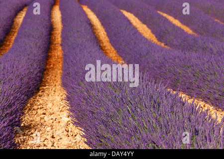 Lavendel Provance Stockfoto Lavendel Provance Stockfoto