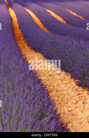 Lavendel Feld, Provence Stockfoto