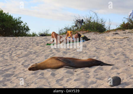 Galapagos Seelöwe und Touristen, Zalophus Wollebaeki, La Loberia, Strand, San Cristobal Insel, Galapagos-Inseln, Ecuador Stockfoto