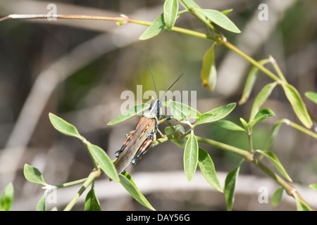 Große bemalte Locust, Schistocerca Melanocera, Santa Cruz Island, Galapagos-Inseln, Ecuador Stockfoto