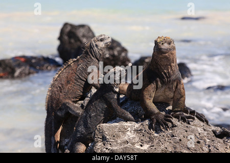 Marine Iguana Amblyrhynchus Cristatus, Tortuga Bay Beach, Santa Cruz Island, Galapagos-Inseln, Ecuador Stockfoto