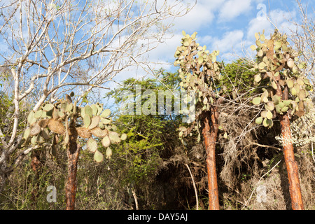 Opuntia Kaktus, Opuntia Leucotricha, Santa Cruz Island, Galapagos-Inseln, Ecuador Stockfoto