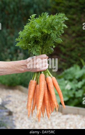 Zarte Frauenhand hält eine Reihe von frisch ausgewählte Karotten Stockfoto