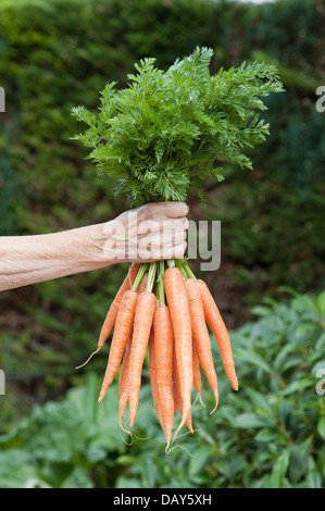 Zarte Frauenhand hält eine Reihe von frisch ausgewählte Karotten Stockfoto