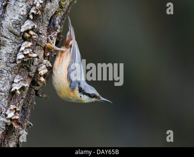 Kleiber in klassischer pose Stockfoto