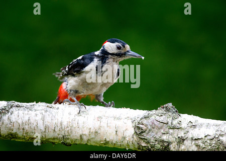 Männlicher Buntspecht Stockfoto