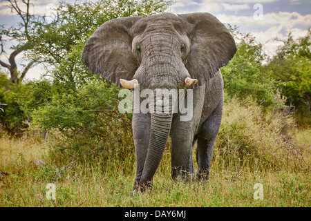 aggressive alten männlichen afrikanischen Bush Elefant (Loxodonta Africana), Chitabe, Okavango Delta, Botswana, Afrika Stockfoto