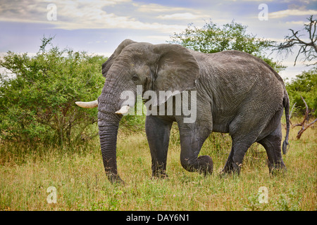 aggressive alten männlichen afrikanischen Bush Elefant (Loxodonta Africana), Chitabe, Okavango Delta, Botswana, Afrika Stockfoto