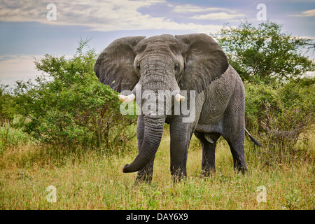 aggressive alten männlichen afrikanischen Bush Elefant (Loxodonta Africana), Chitabe, Okavango Delta, Botswana, Afrika Stockfoto