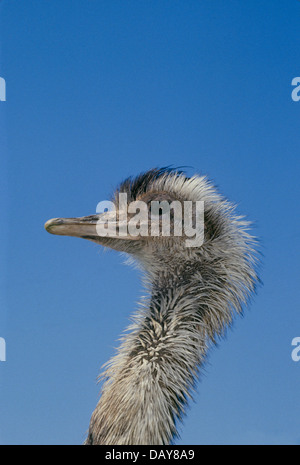 Männliche Rhea, Rhea Americana, geben Balz Stockfoto