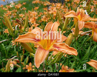 Bereich der Taglilien blühen im Sommer, Yarmouth ME USA Stockfoto