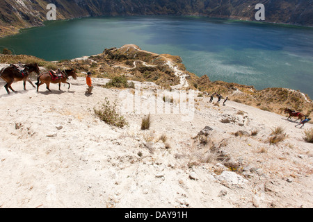 Touristen Wandern Sie mit Pferd der Kratersee Quilotoa Ecuador Anden Cotopaxi und Umgebung. Die Wanderung ist anstrengend. Stockfoto