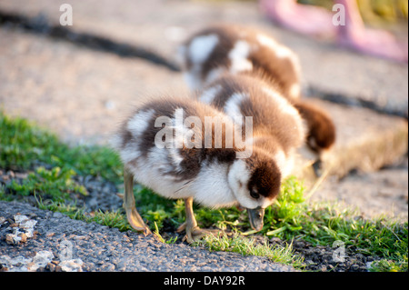 Fotoserie ägyptische Gänse: Porträts und Familie Schüsse mit Gänsel herrliche Farben in den Kensington Gardens Stockfoto