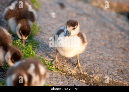 Fotoserie ägyptische Gänse: Porträts und Familie Schüsse mit Gänsel herrliche Farben in den Kensington Gardens Stockfoto