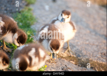 Fotoserie ägyptische Gänse: Porträts und Familie Schüsse mit Gänsel herrliche Farben in den Kensington Gardens Stockfoto