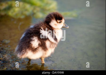 Fotoserie ägyptische Gänse: Porträts und Familie Schüsse mit Gänsel herrliche Farben in den Kensington Gardens Stockfoto